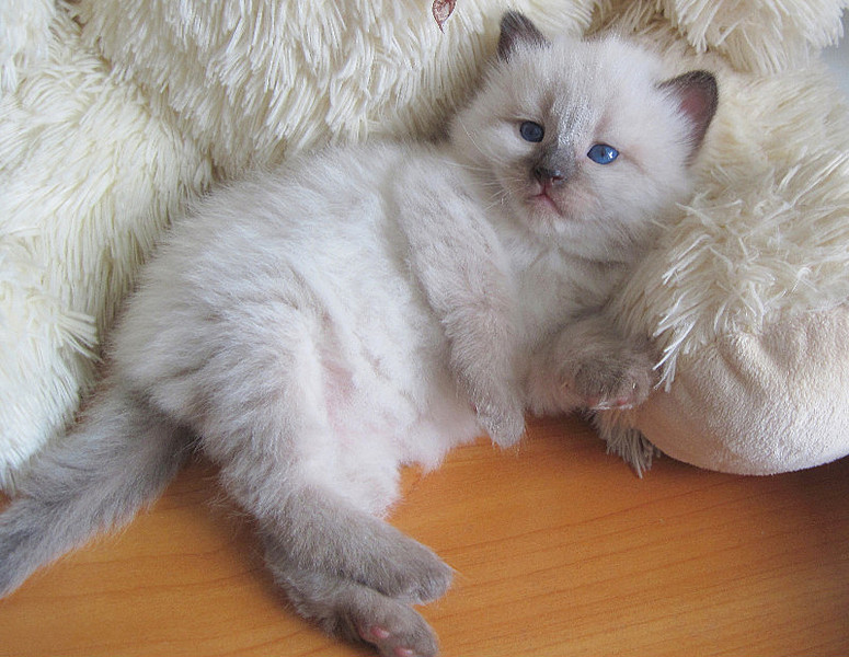 click for enlarge 800 X 619 139,7 Kb picture