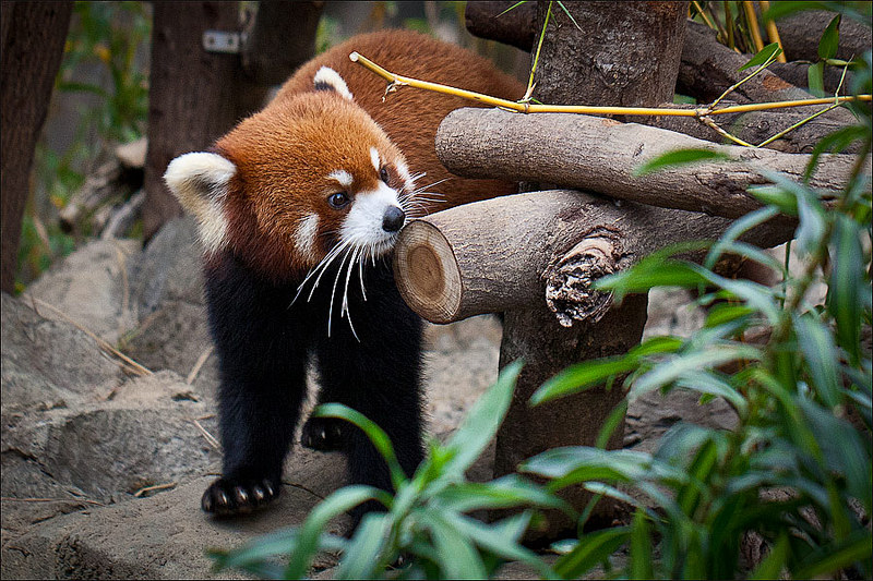 click for enlarge 900 X 600 188,6 Kb picture