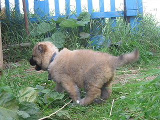 click for enlarge 1920 X 1440 702,3 Kb picture