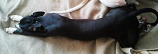 click for enlarge 1280 X 433 87,6 Kb picture