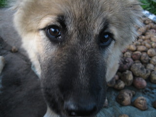 click for enlarge 1920 X 1440 430,5 Kb picture