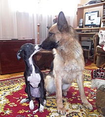 click for enlarge 480 X 535 104,6 Kb picture