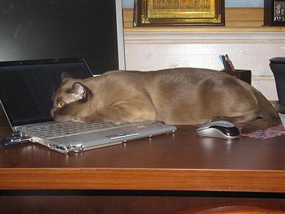 click for enlarge 1136 X 852 113,1 Kb picture
