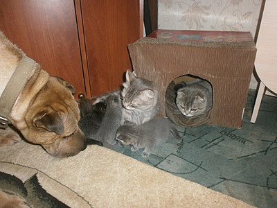 click for enlarge 1920 X 1440 491,5 Kb picture