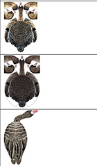 click for enlarge 334 X 570 72,8 Kb picture