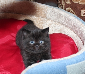 click for enlarge 781 X 681 240,8 Kb picture