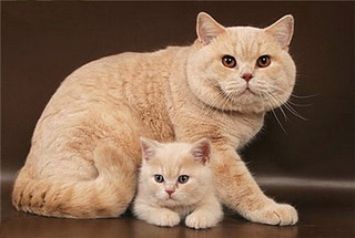 click for enlarge 500 X 336 44,7 Kb picture