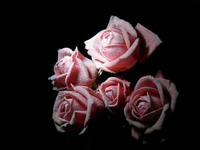 click for enlarge 500 X 375  15,3 Kb picture