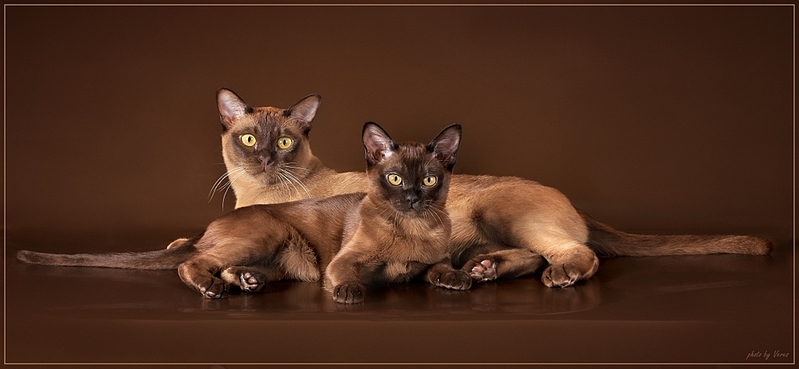 click for enlarge 1024 X 473 145,2 Kb picture