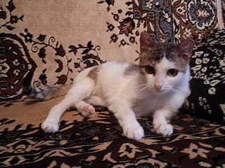 click for enlarge 800 X 600 215,5 Kb picture