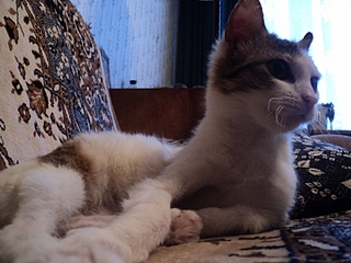 click for enlarge 800 X 600 302,4 Kb picture