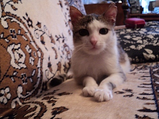 click for enlarge 800 X 600 200,2 Kb picture