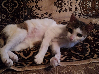 click for enlarge 800 X 600 215,3 Kb picture