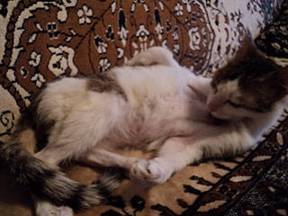 click for enlarge 800 X 600 208,6 Kb picture