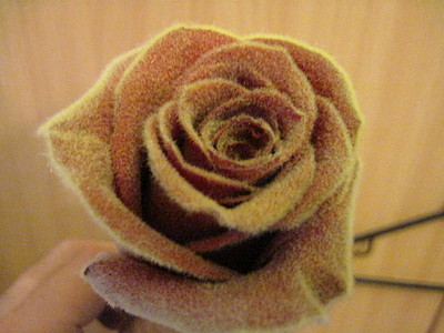 click for enlarge 1920 X 1440 623,6 Kb picture