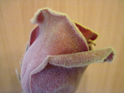 click for enlarge 1920 X 1440 594,5 Kb picture