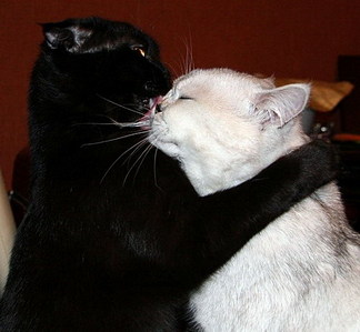 click for enlarge 500 X 462 50,4 Kb picture