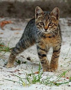click for enlarge 393 X 500 82,9 Kb picture