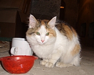 click for enlarge 957 X 768 359,1 Kb picture