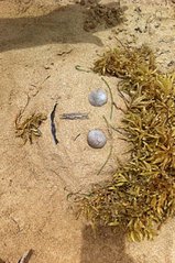 click for enlarge 479 X 720 89,7 Kb picture