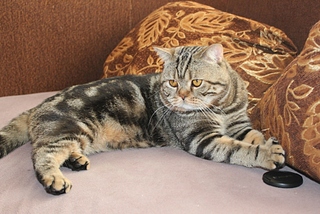 click for enlarge 931 X 624 306,9 Kb picture