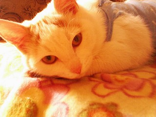 click for enlarge 1920 X 1440 444,4 Kb picture