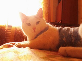 click for enlarge 1920 X 1440 391,3 Kb picture