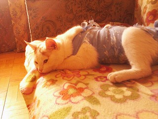 click for enlarge 1920 X 1440 501,4 Kb picture