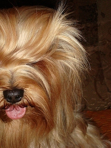 click for enlarge 768 X 1024 642,8 Kb picture