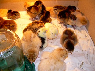 click for enlarge 700 X 525 92,2 Kb picture