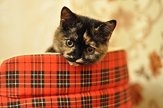 click for enlarge 400 X 265 77,9 Kb picture