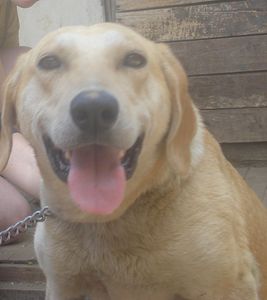 click for enlarge 962 X 1080 89,8 Kb picture