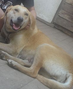 click for enlarge 971 X 1179 115,2 Kb picture