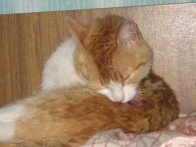 click for enlarge 1600 X 1200 248,1 Kb picture