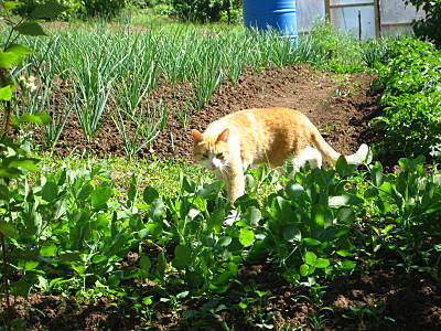 click for enlarge 1600 X 1200 510,1 Kb picture