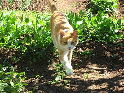 click for enlarge 1600 X 1200 382,3 Kb picture