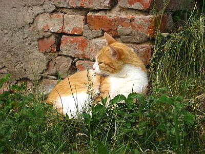 click for enlarge 1600 X 1200 415,4 Kb picture