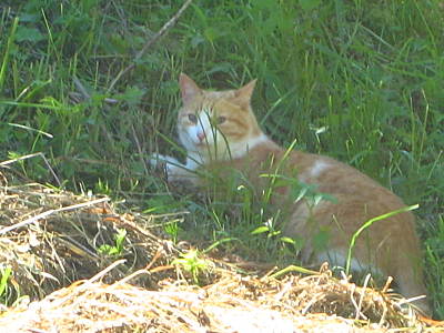 click for enlarge 1600 X 1200 238,9 Kb picture