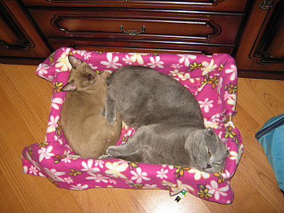 click for enlarge 800 X 600 170,8 Kb picture