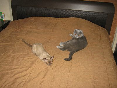 click for enlarge 800 X 600 114,8 Kb picture