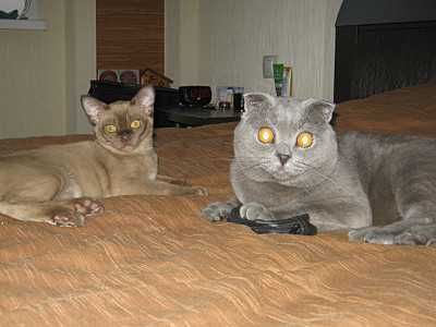 click for enlarge 800 X 600 123,6 Kb picture