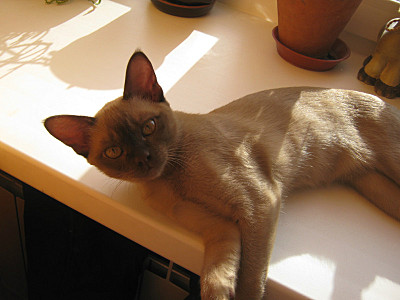 click for enlarge 800 X 600 95,3 Kb picture