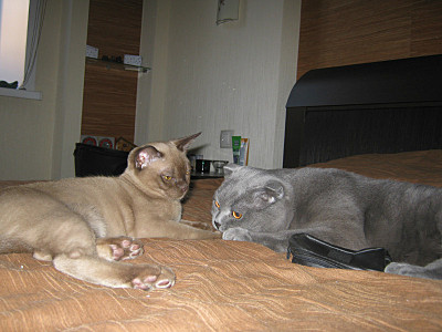 click for enlarge 800 X 600 110,6 Kb picture