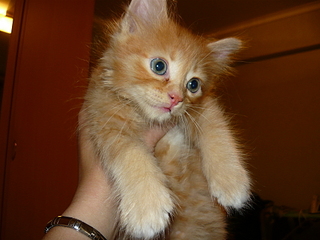 click for enlarge 1920 X 1440 146,8 Kb picture