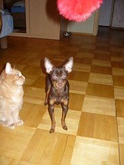 click for enlarge 480 X 640 84,6 Kb picture