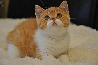 click for enlarge 640 X 425 170,2 Kb picture