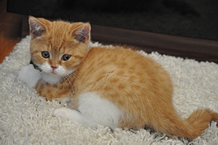 click for enlarge 640 X 425 182,6 Kb picture