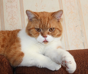 click for enlarge 1920 X 1609 213,3 Kb picture