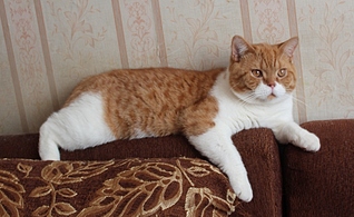 click for enlarge 872 X 533 214,6 Kb picture