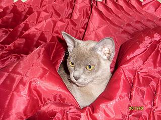 click for enlarge 922 X 692 167,5 Kb picture